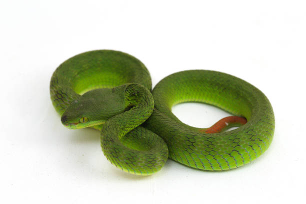 istock Close up White-lipped Green Pit Viper snake (trimeresurus albolabris) isolated on white background 1275327901
