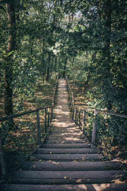 istock Walk through the picturesque autumn forest 1275330514