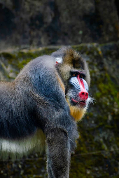 Mandrill portrait of a mandrill in black background mandrill photos stock pictures, royalty-free photos & images