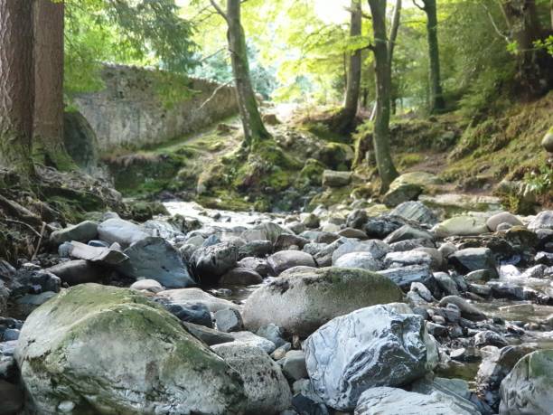 istock River, trees and sunlight in a forest park 1275344839