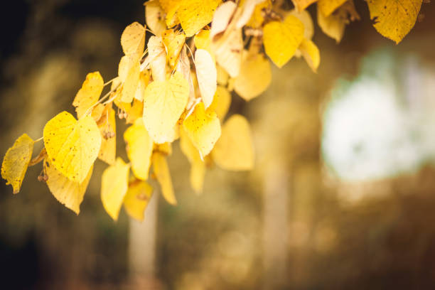 istock Orange fall leaves autumn background 1275344856