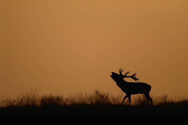 istock Red deer stag in the rutting season bellowing 1275344904