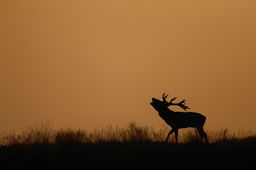 Red deer stag in the rutting season bellowing on a hill at sundown in National Park Hoge Veluwe in the Netherlands