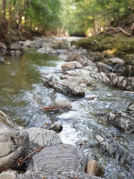 istock River, trees and sunlight in a forest park 1275344926