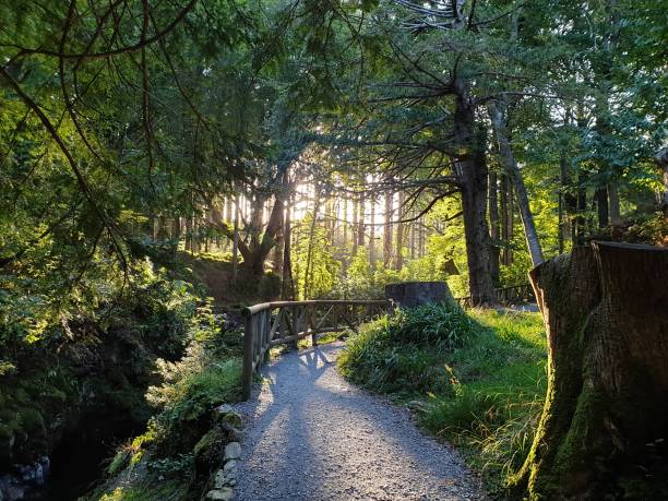 istock River, trees and sunlight in a forest park 1275344941