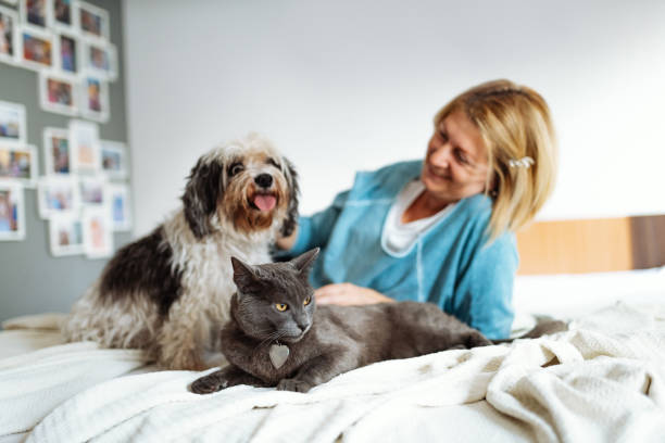 Mature Woman With Cat And Dog At Home Hugging And Cuddling Animals Stock Photo - Download Image Now - iStock Mature Woman With Cat And Dog At Home Hugging And Cuddling Animals Stock Photo - Download Image Now - iStock