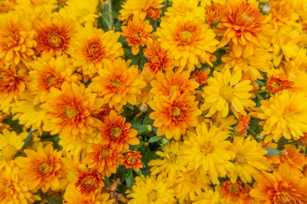 istock Yellow Chrysanthemum flowers, above view. 1275352182