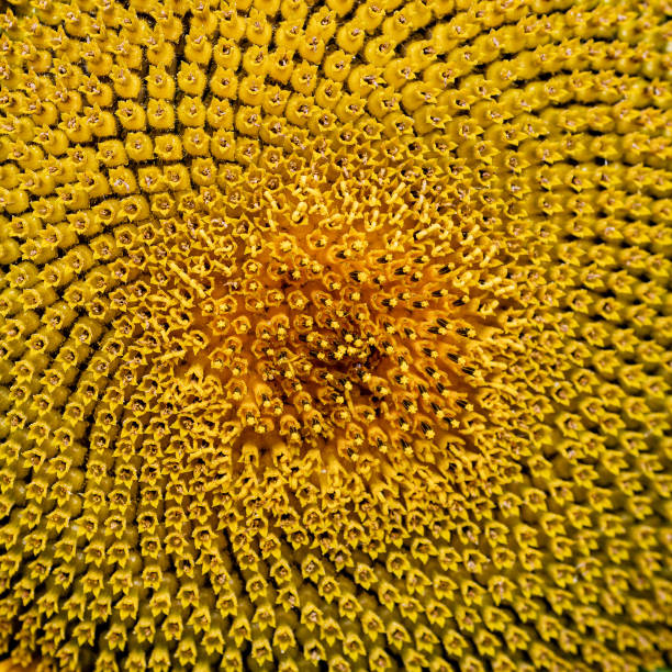 istock Close up of a sunflower 1275354706