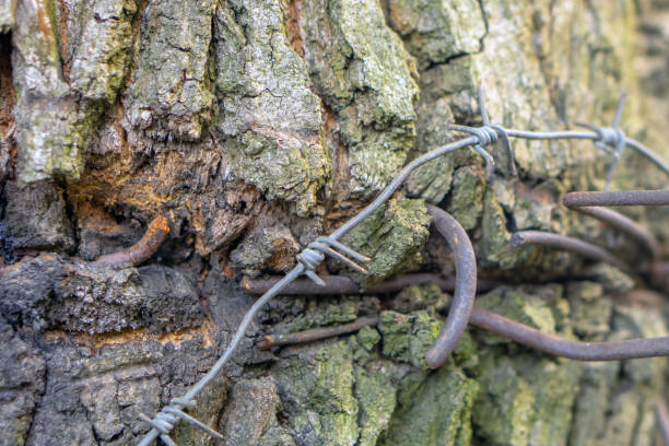 The metal wire has grown into the bark. A tree was torn apart by iron during growth. Spikes made of steel.