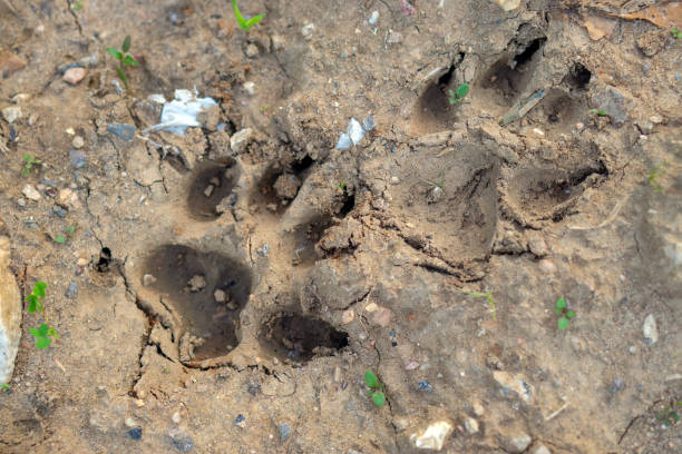 istock Footprints of a large dog 1275357843