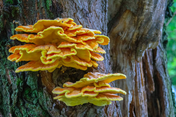 istock two yellow-orange fungus mushrooms on a tree covered 1275359641