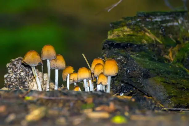 Poisonous toadstool mushrooms with yellow hats in the forest on with blurred foreground and background