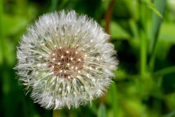 istock White dandelion flower head with ripened seeds 1275360628