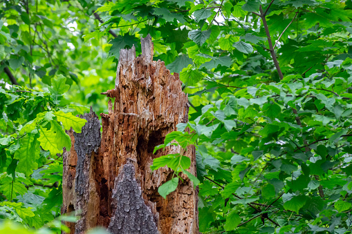 Part of the trunk of a dead tree eaten by bark beetles surrounded by greenery with blurred foreground and background.