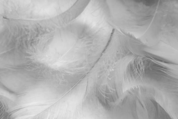 istock Beautiful abstract gray feathers on white background and soft white feather texture on white pattern and brown background, brown feathers 1275362164