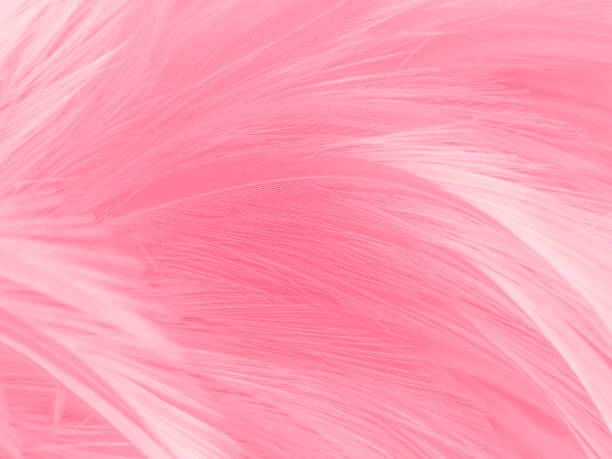 istock Beautiful abstract gray and pink feathers on white background,  white feather frame texture on pink pattern and pink background 1275362234
