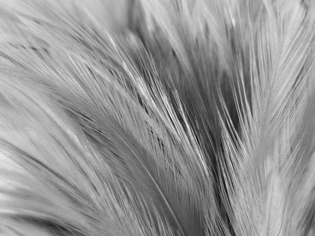 toilet cleaner brush
