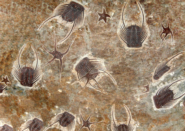 ヒトデの化石と三葉虫の化石 - 三葉虫のストックフォトや画像を多数ご
