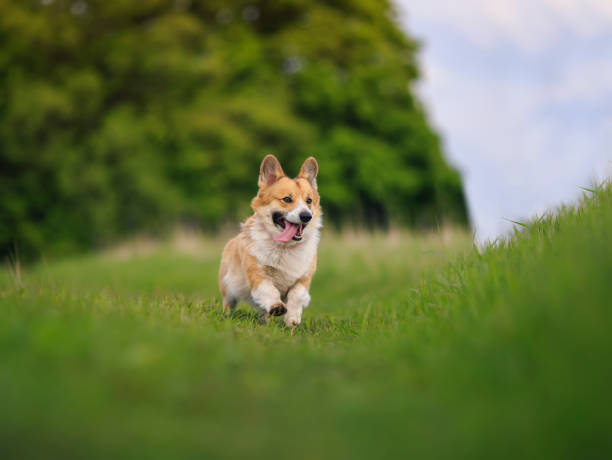 面白い赤い犬の子犬コーギーは、緑の草の上の夏の庭で楽しく実行されます - pets friendship green small ストックフォトと画像