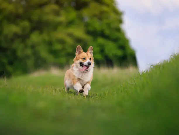 little funny red dog puppy Corgi runs merrily in the summer garden on the green grass with his tongue hanging out