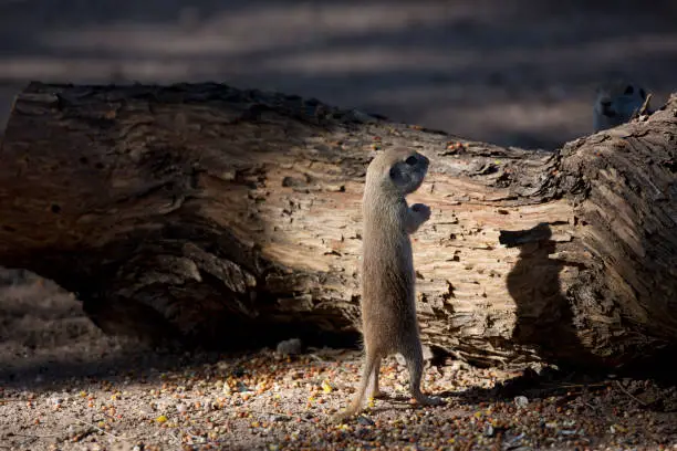 Ground squirrel stands upright on two legs in early morning light in humorous shadow play. Location is Tucson, Arizona, in American Southwest.