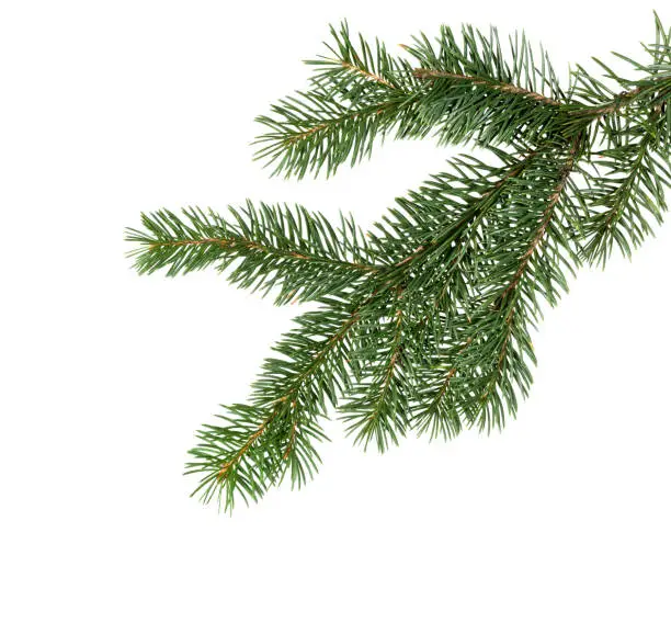 Fir tree branch isolated on white background. Pine branch. Christmas background.