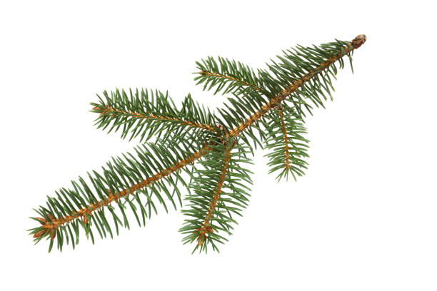 istock Fir tree branch isolated on white background. Pine branch. 1275399065