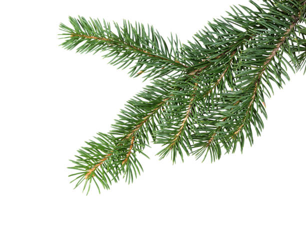 istock Fir tree branch isolated on white background. Pine branch. 1275400773