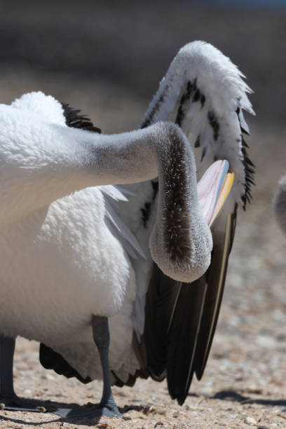 istock Awkwardly comical preening by Australian pelican 1275403168