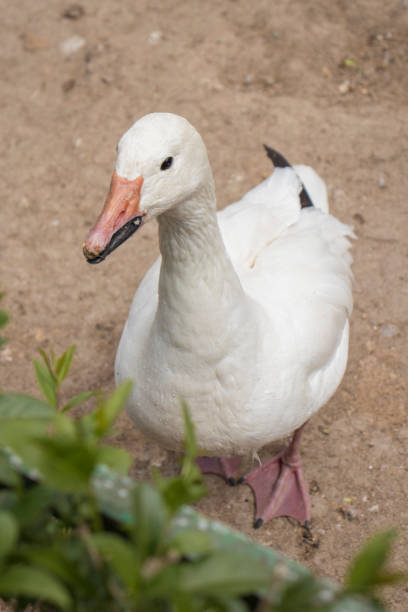 istock White duck close-up on a blurred background