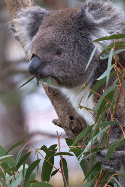 istock Hungry koala with eucalyptus leaves in mouth 1275417017