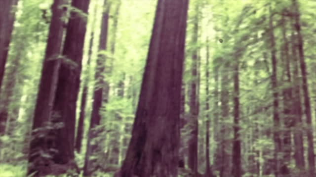 Old Fashioned Style Video of the Redwood Forest in California, United States