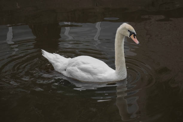 istock A beautiful, white swan swimming in a pond 1275421792
