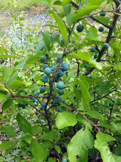 istock Green wild berries on a branch 1275424226