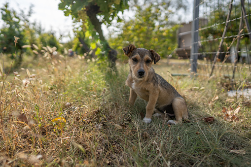 Old little dog sitting in vineyard on sunny day and looking at camera