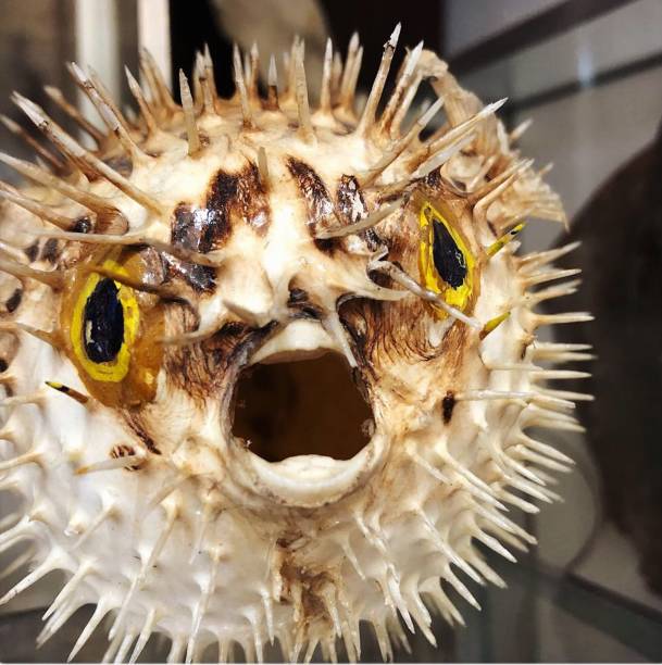 Close-up of Taxidermy Puffer Fish stock photo