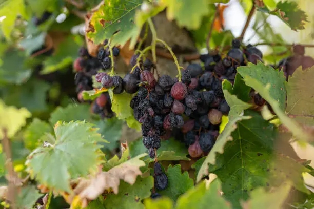 Photo of Overripe red wine grape in vineyard