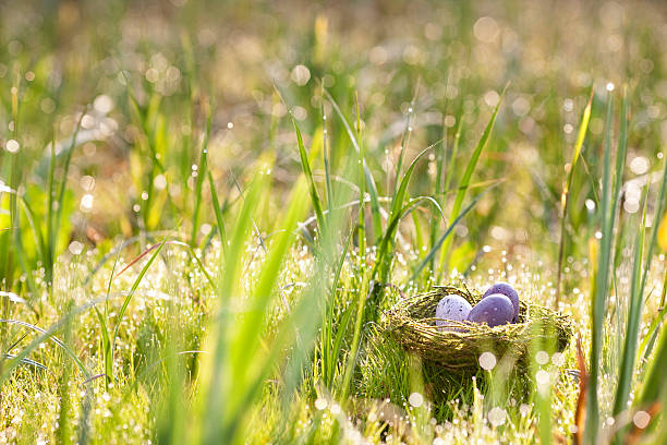 пестрый яйца, расположенный в birdã ‚ â  s nest - easter nest стоковые фото и изображения