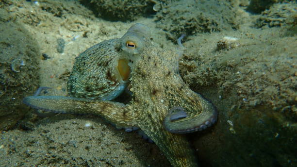 istock Common octopus (Octopus vulgaris) hunting, Aegean Sea, Greece 1275438555