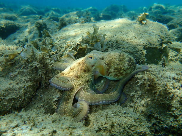 istock Common octopus (Octopus vulgaris) hunting, Aegean Sea, Greece 1275450931
