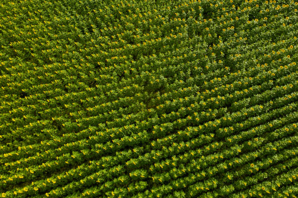 istock Field landscape with sunflowers. Aerial. 1275458795