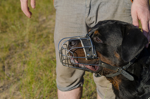 Portrait of a Rottweiler dog in a metal muzzle. The pet sits next to the man and looks into the distance. Service dog breeding. Outdoor dog training. Part of a series