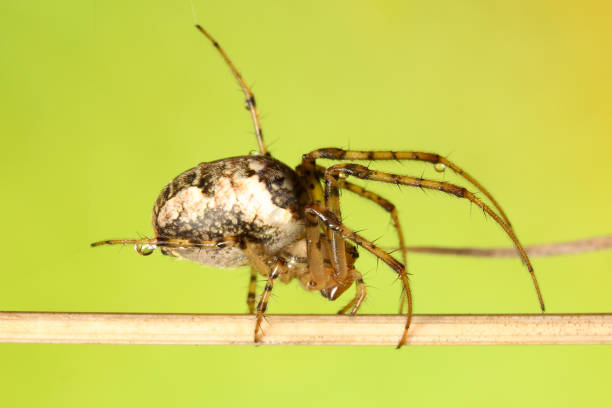 퍼로우 거미(라리니노이드 콘넛) 또는 고랑 구거미 - eight legged 뉴스 사진 이미지