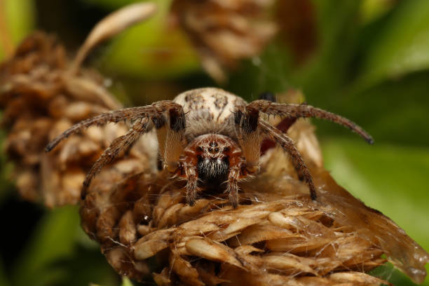 퍼로우 거미(라리니노이드 콘넛) 또는 고랑 구거미 - eight legged 뉴스 사진 이미지