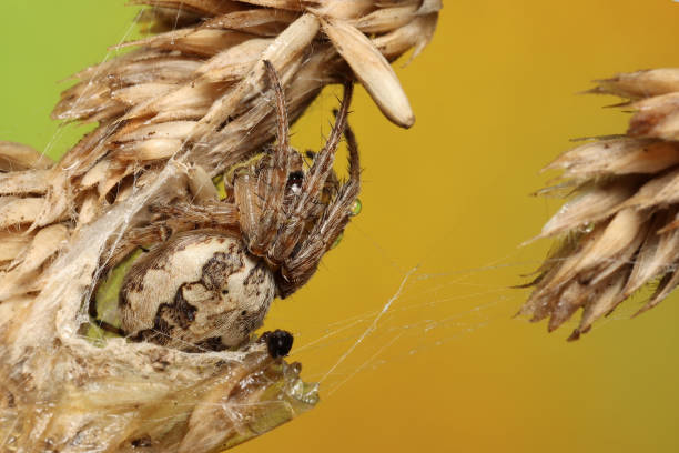 퍼로우 거미(라리니노이드 콘넛) 또는 고랑 구거미 - eight legged 뉴스 사진 이미지
