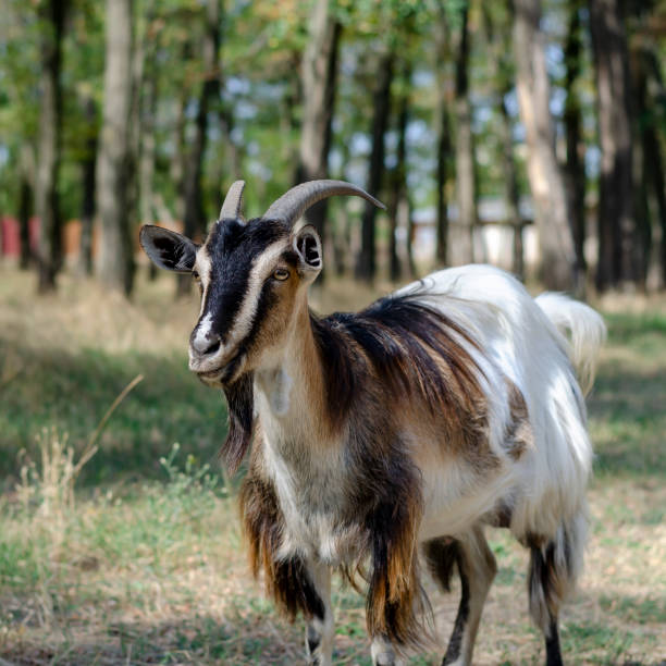 istock Portrait of a white-brown grazing goat. 1275465370