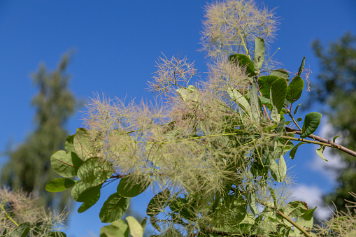 venetian sumach, smoketree (Cotinus coggygria, Rhus cotinus), blooming