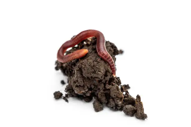 Photo of Red earthworm on heap of soil. Isolated on white.