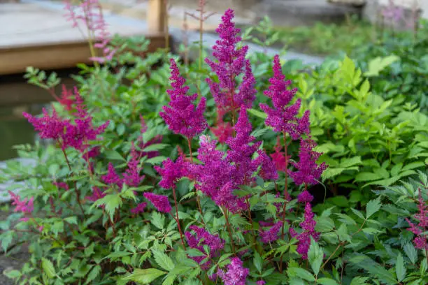 Astilbe chinensis flowers bloom in the garden