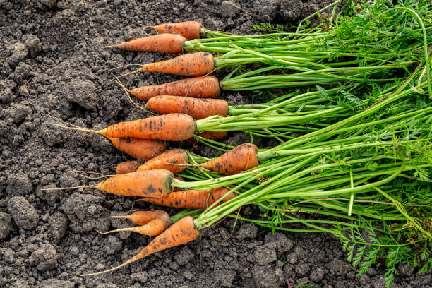 istock Fresh carrots from the garden (harvest) close up 1275472827